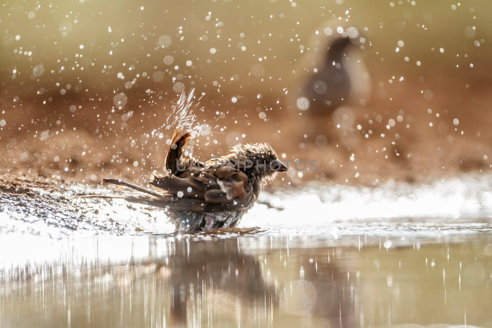 Southern Grey-headed Sparrow splashing in water in Kruger National park, South Africa ; Specie family Passer diffusus of Passeridae