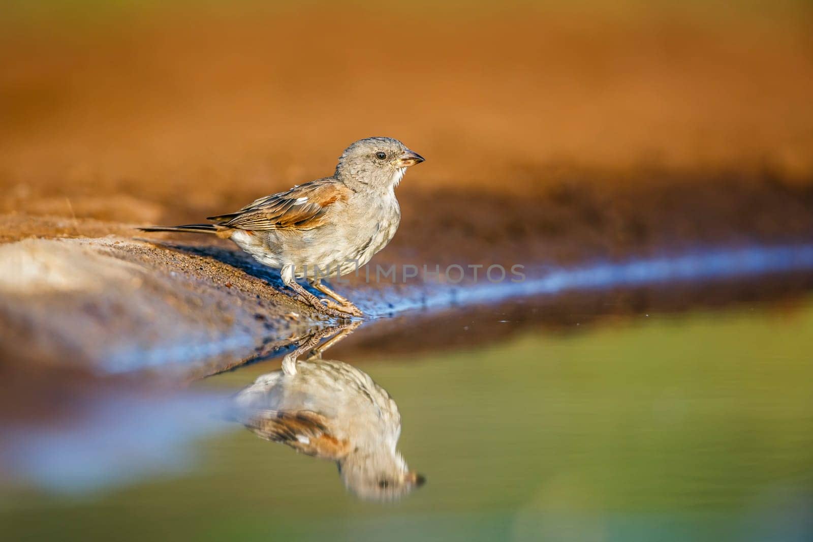 Southern grey headed sparrow in Kruger national park, South Africa by PACOCOMO