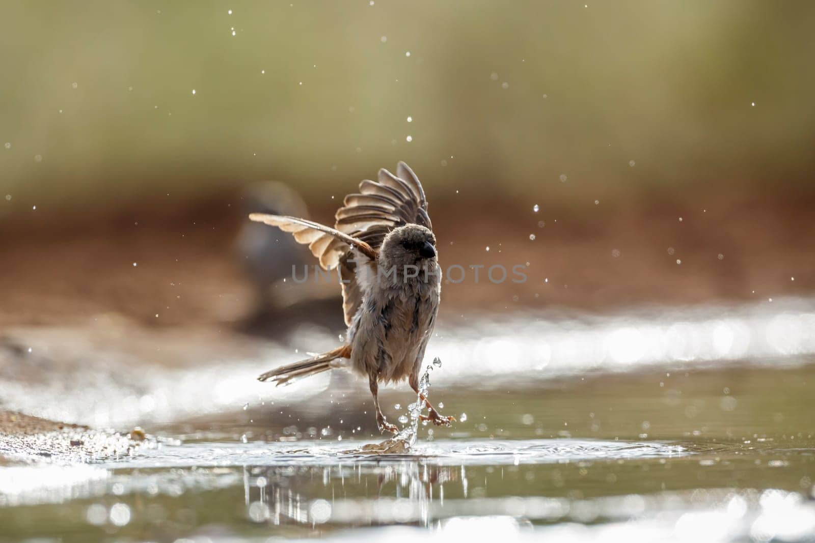 Southern Grey-headed Sparrow flying over water in Kruger National park, South Africa ; Specie family Passer diffusus of Passeridae