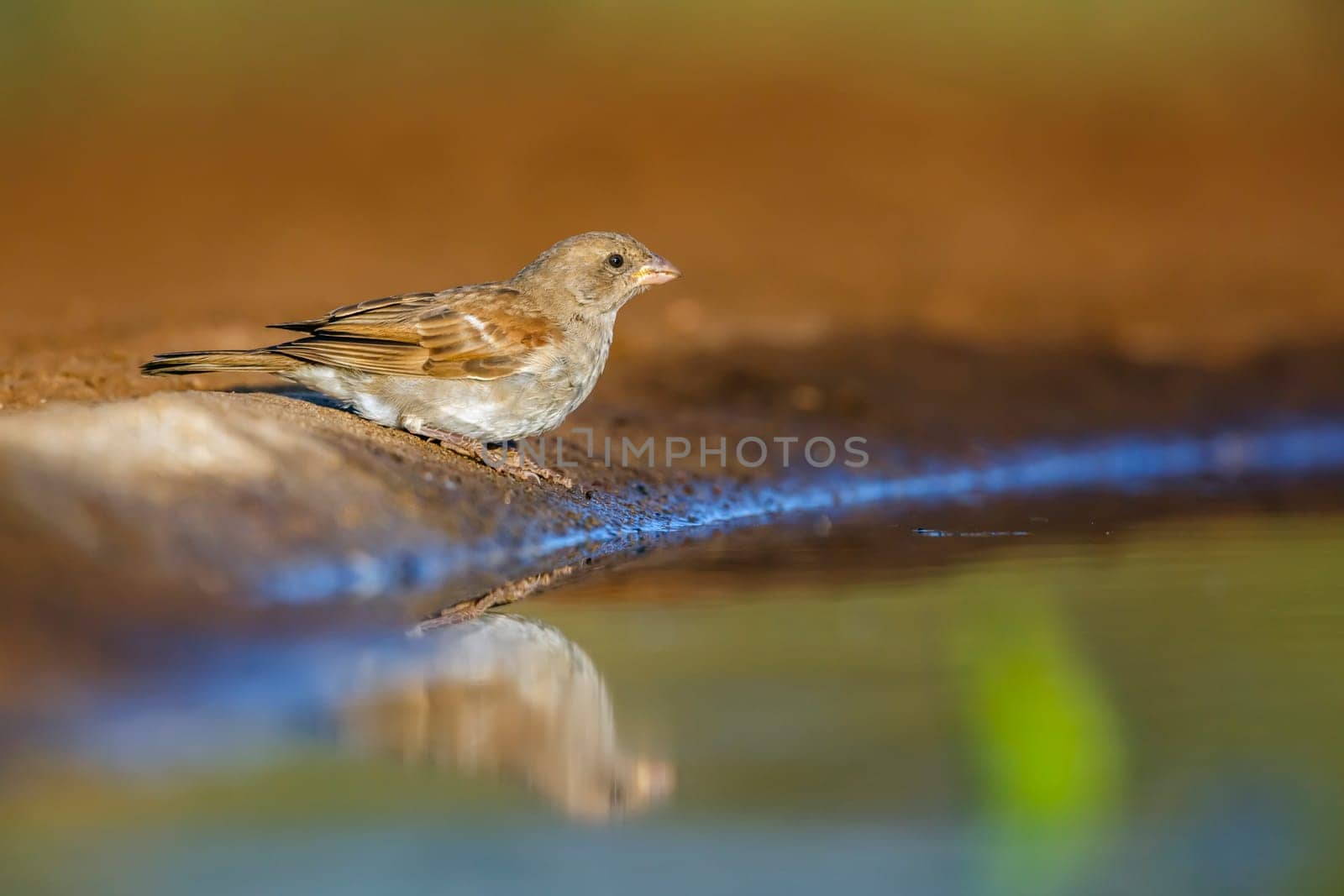 Southern grey headed sparrow in Kruger national park, South Africa by PACOCOMO