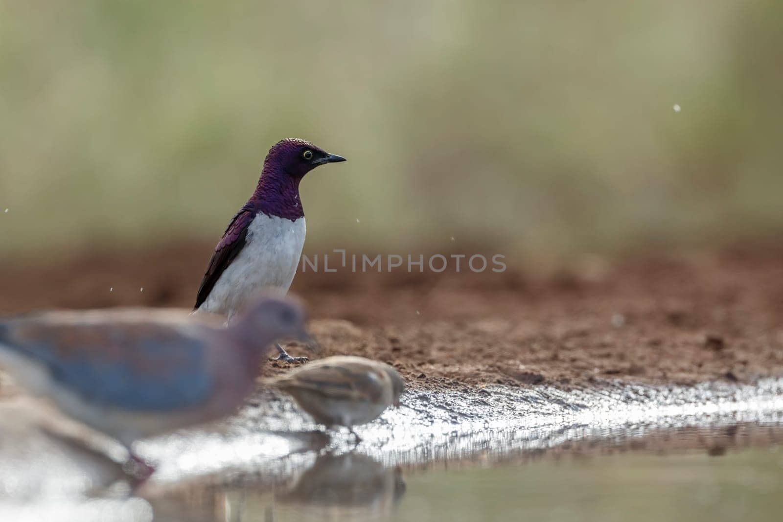 Violet backed starling in Kruger national park, South Africa by PACOCOMO