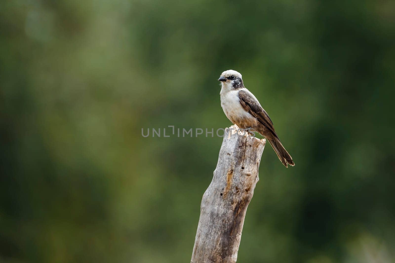 White crowned Shrike standing on a log isolated in natural background in Kruger National park, South Africa ; Specie Eurocephalus anguitimens family of Laniidae