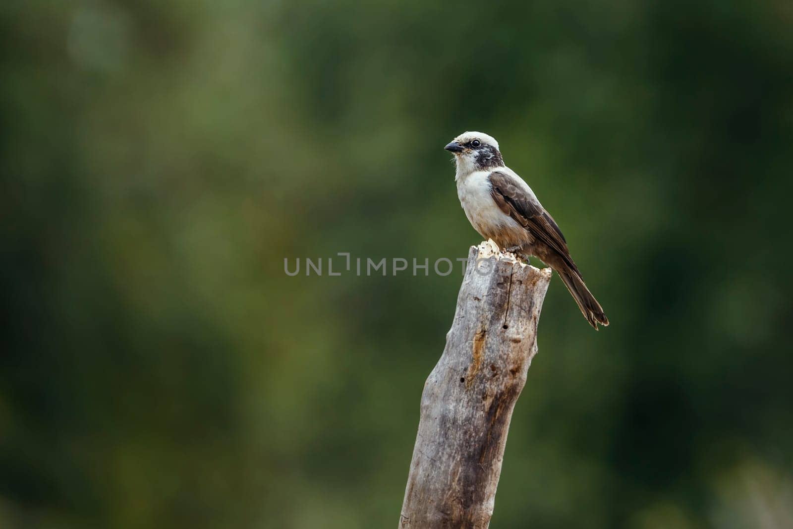White crowned Shrike standing on a log isolated in natural background in Kruger National park, South Africa ; Specie Eurocephalus anguitimens family of Laniidae