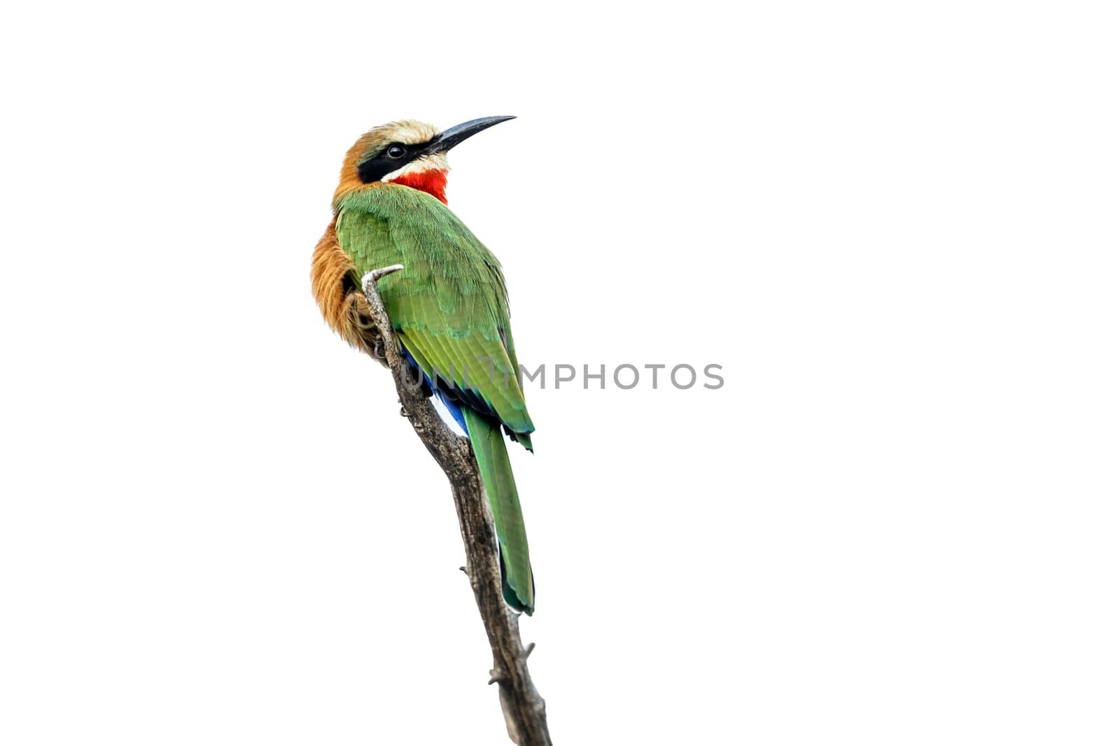 White fronted Bee eater standing on a branch isolated in white background in Kruger National park, South Africa ; Specie Merops bullockoides family of Meropidae