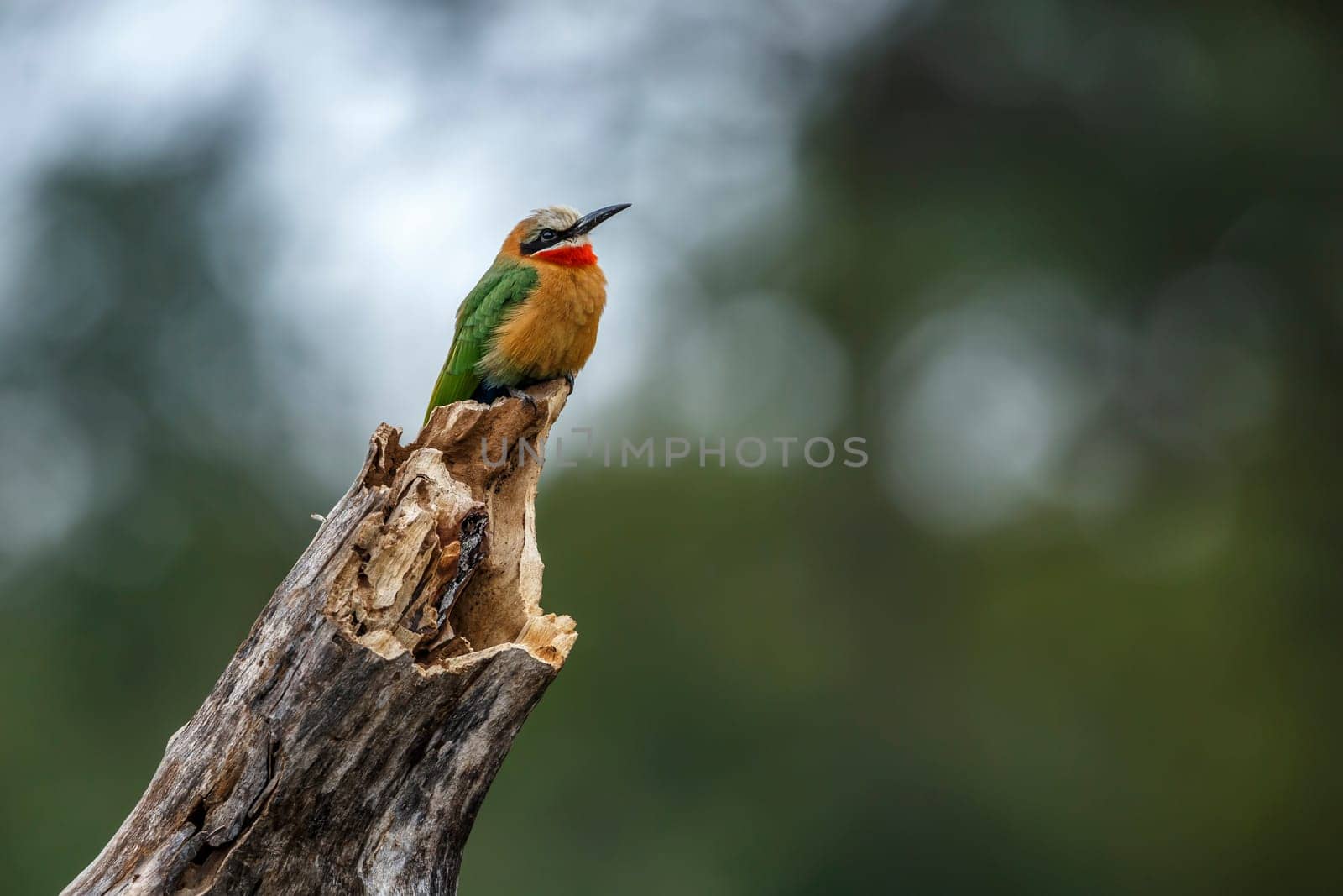 White fronted Bee eater standing on a log in Kruger National park, South Africa ; Specie Merops bullockoides family of Meropidae