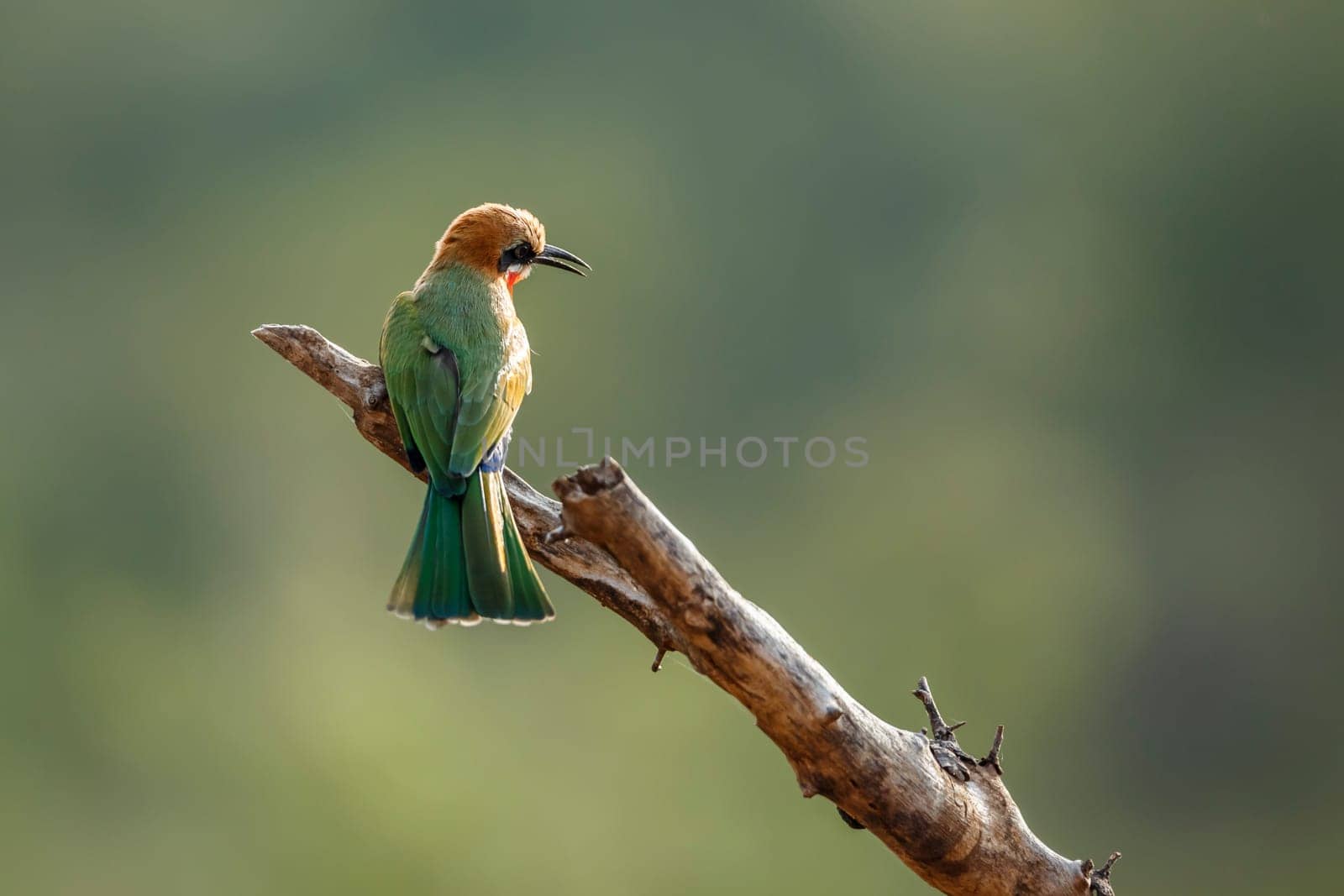 White fronted bee eater in Kruger national park, South Africa by PACOCOMO