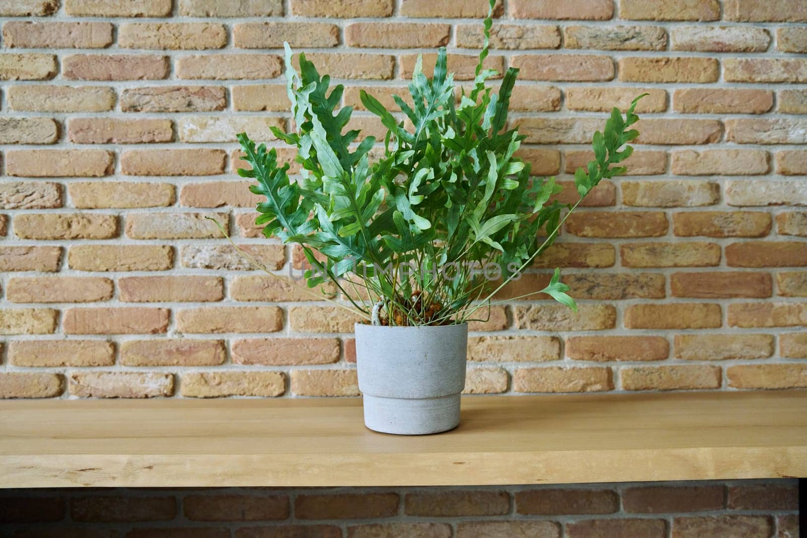 Single plant in pot, Phlebodium aureum, Blue Star fern on wooden counter, brick wall background. Background, copy space, design style interior, decor, house, plants concept