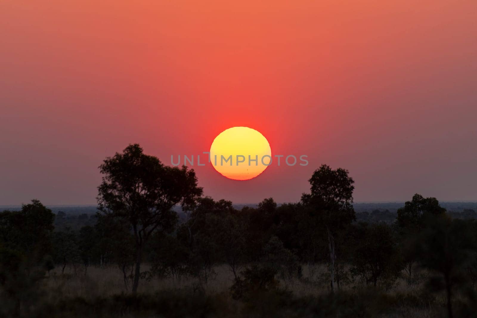 Beautiful bright orange, round sun setting in a red sky over trees by StefanMal