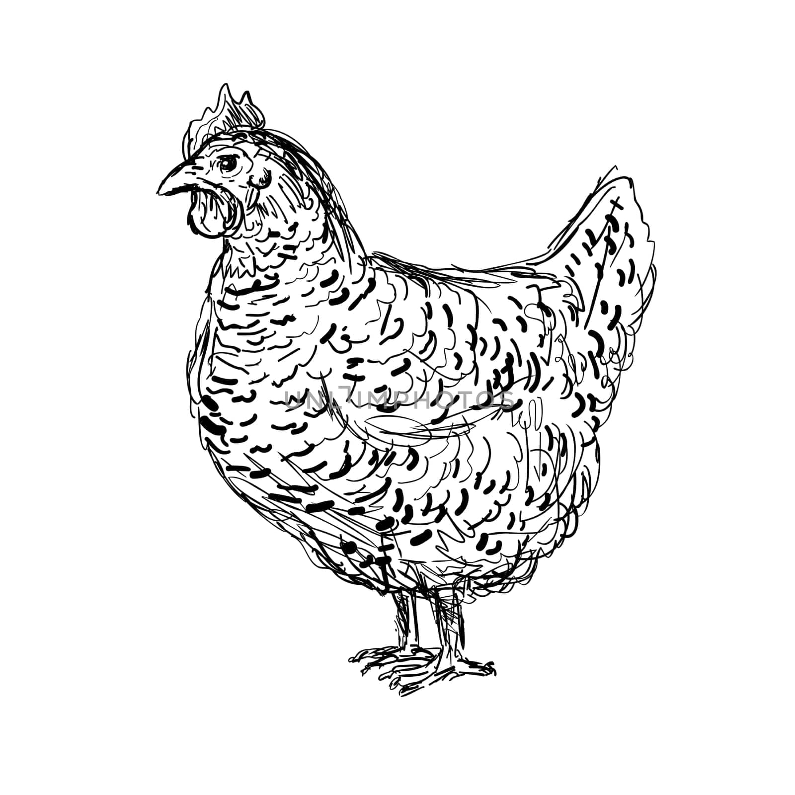 Drawing sketch style illustration of an Plymouth Rock, Rock, Barred Rock hen, an American breed of domestic chicken viewed from side on isolated white background done in black and white line art.
