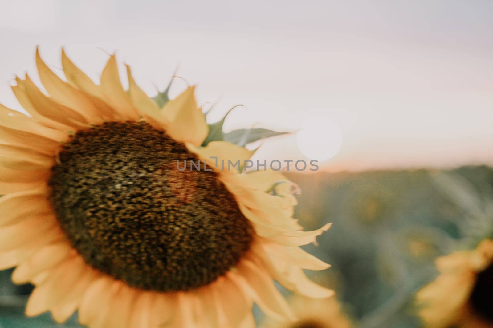 Close-up of a sunflower growing in a field of sunflowers during a nice sunny summer day with some clouds. Helianthus