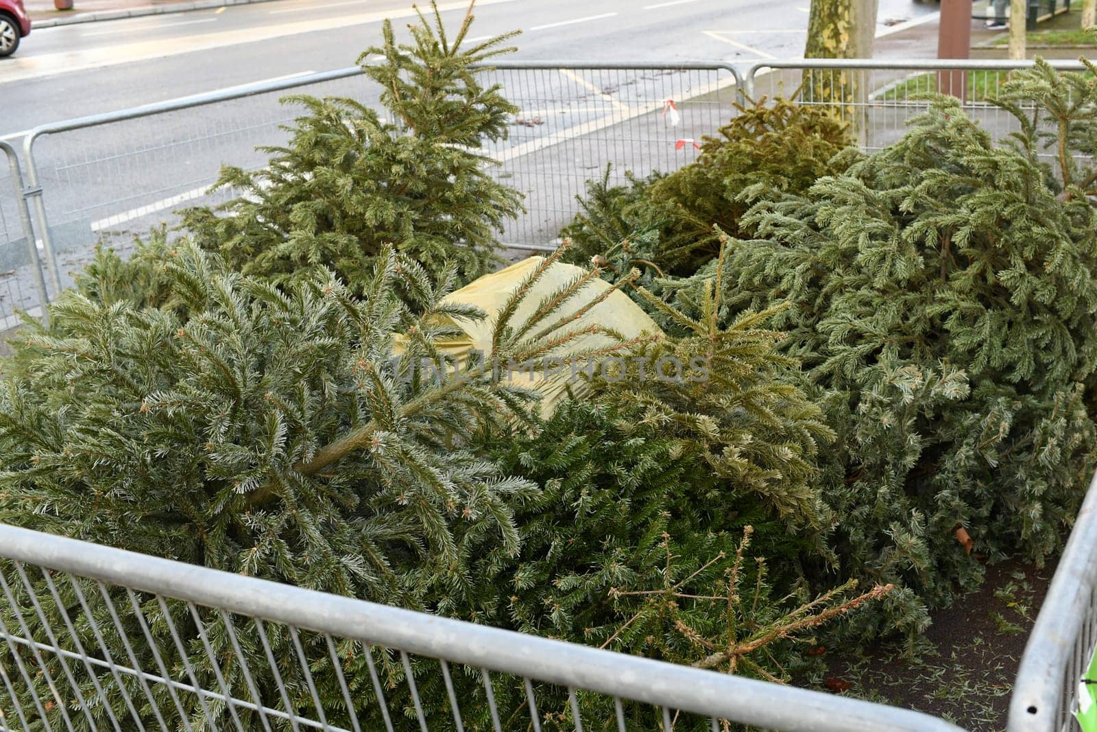 Used Christmas trees behind the fence