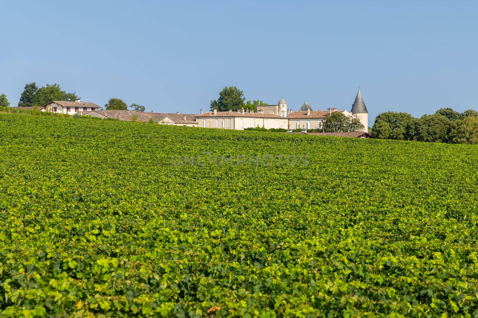 Vineyards with Chateau Lafite-Rothschild, Bordeaux, Aquitaine, France by phbcz_1