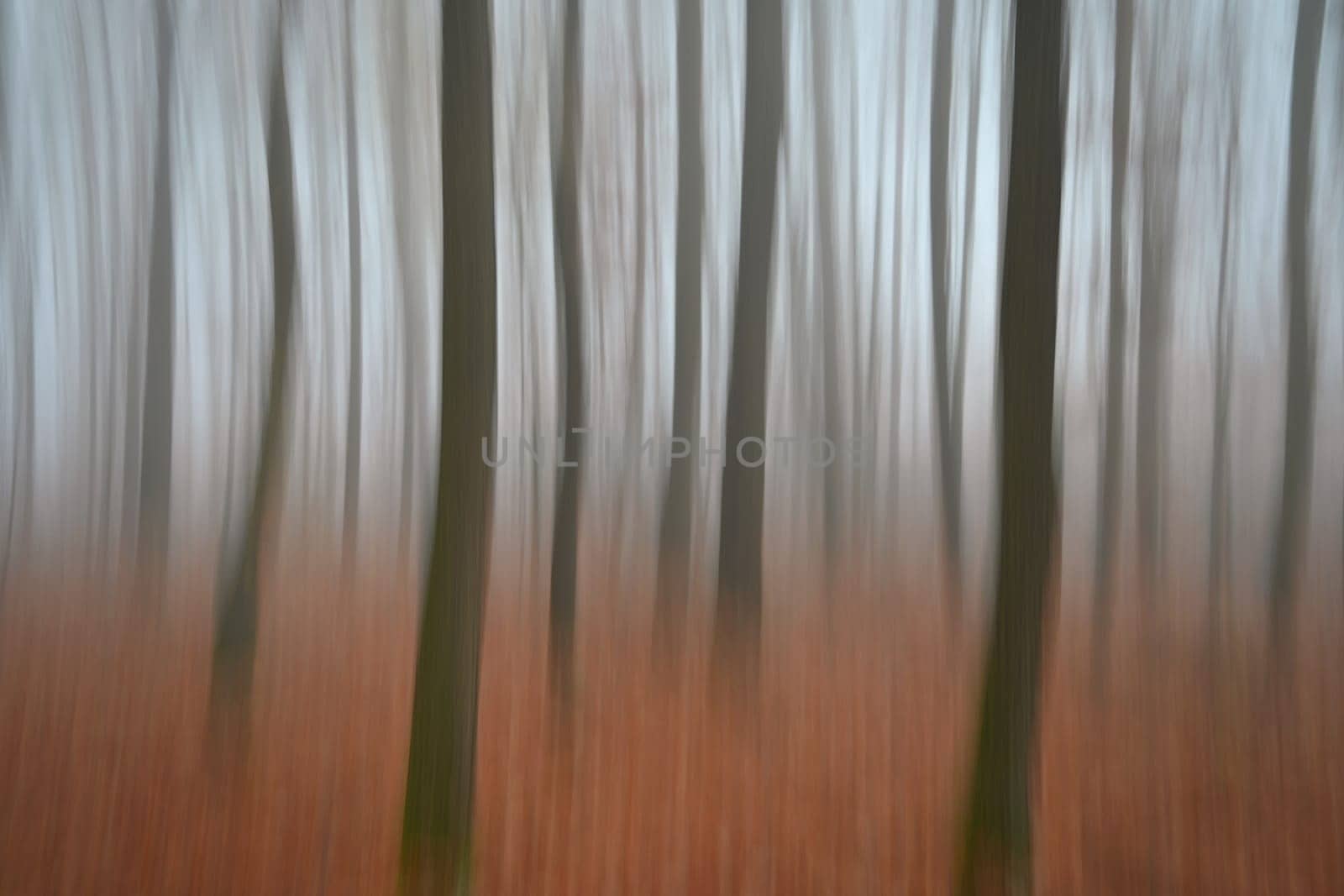 Trees in the forest with fog. Blurred - photographed with movement as art. Concept for landscape with winter nature. Cold weather with fog in winter time.