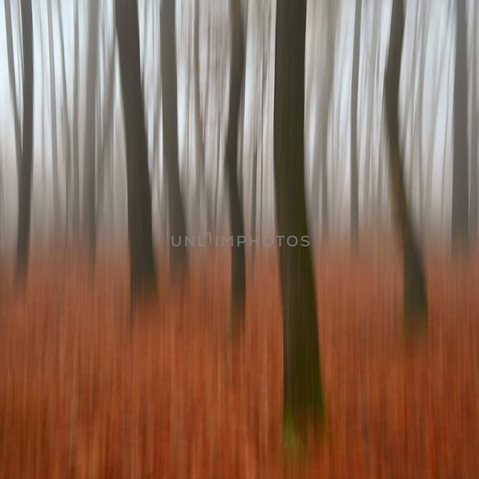 Trees in the forest with fog. Blurred - photographed with movement as art. Concept for landscape with winter nature. Cold weather with fog in winter time.