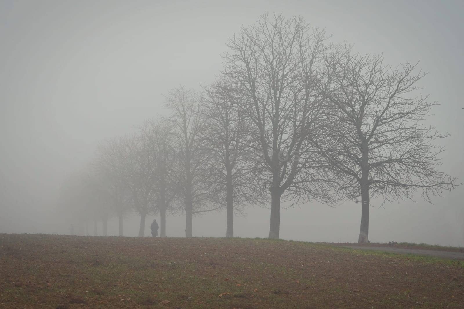 Trees in the fog. Concept for landscape with winter nature and environment. Cold weather with fog in winter time.