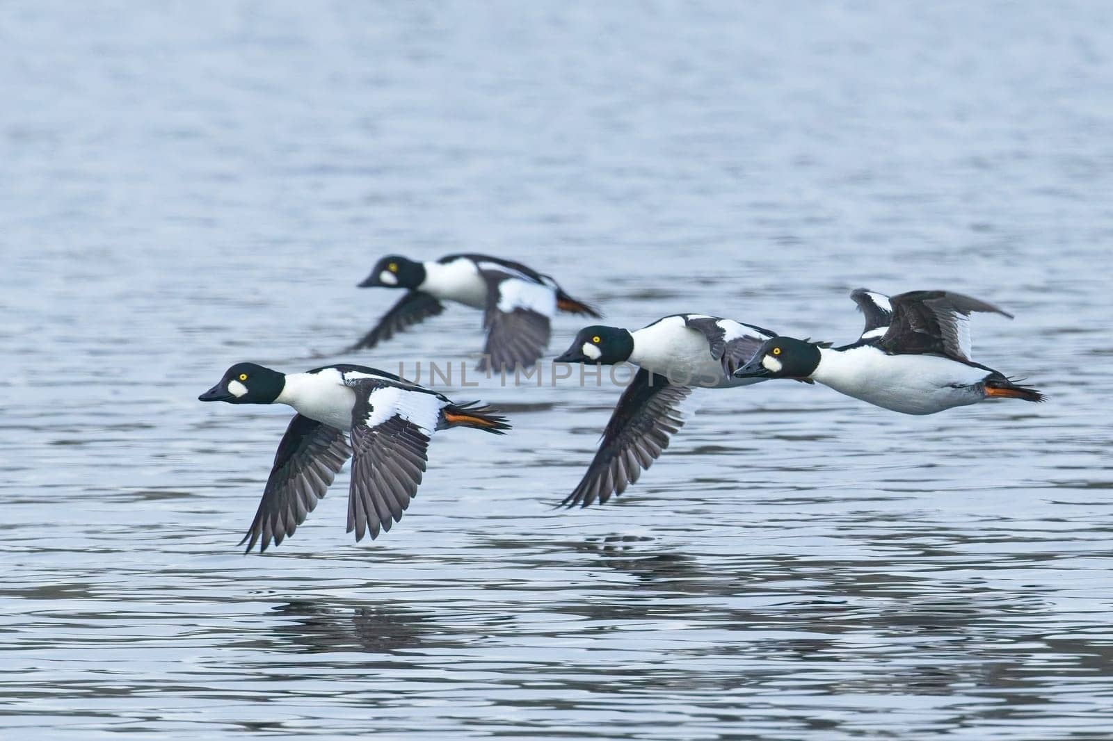 A flock of common goldeneye waterfowl fly just above the lake water in north Idaho.