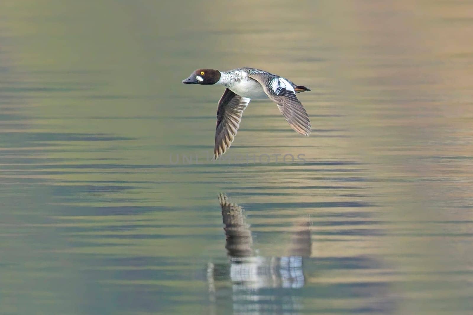 A common goldeneye waterfowl flies just above the lake water in north Idaho.