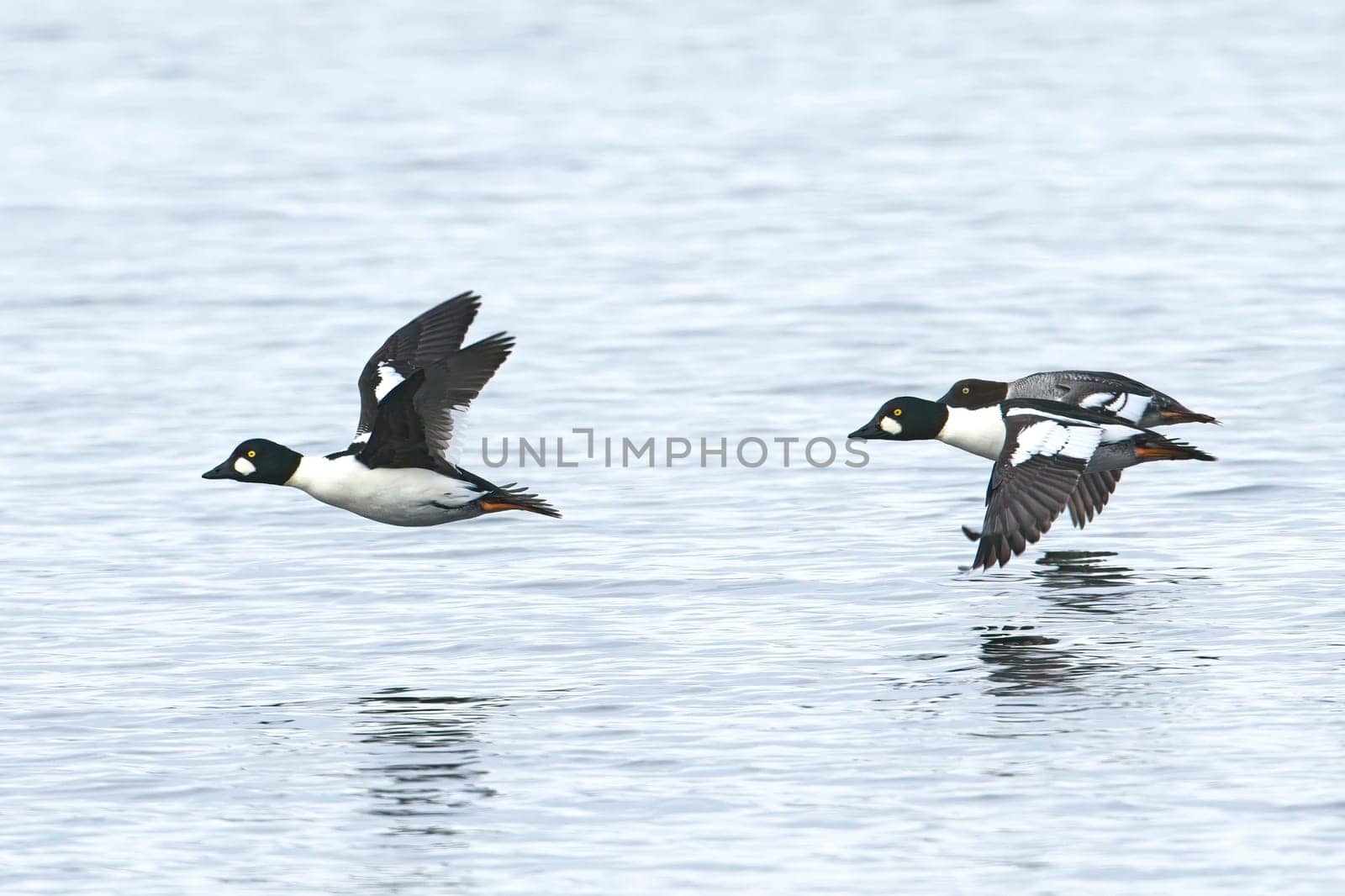 A flock of common goldeneye waterfowl fly just above the lake water in north Idaho.