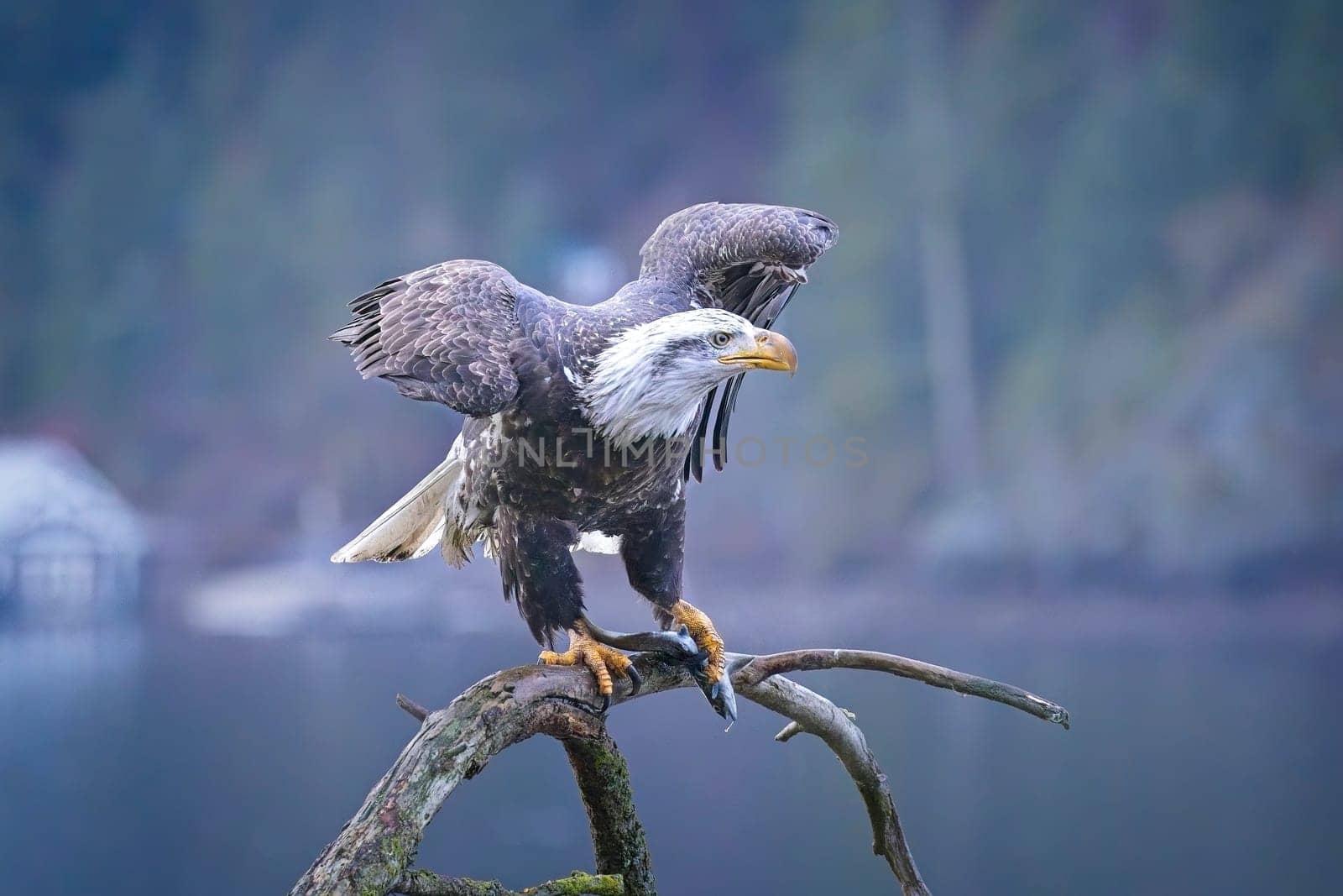 An American bald eagle is perched on a branch while holding a fish in its talons in north Idaho.