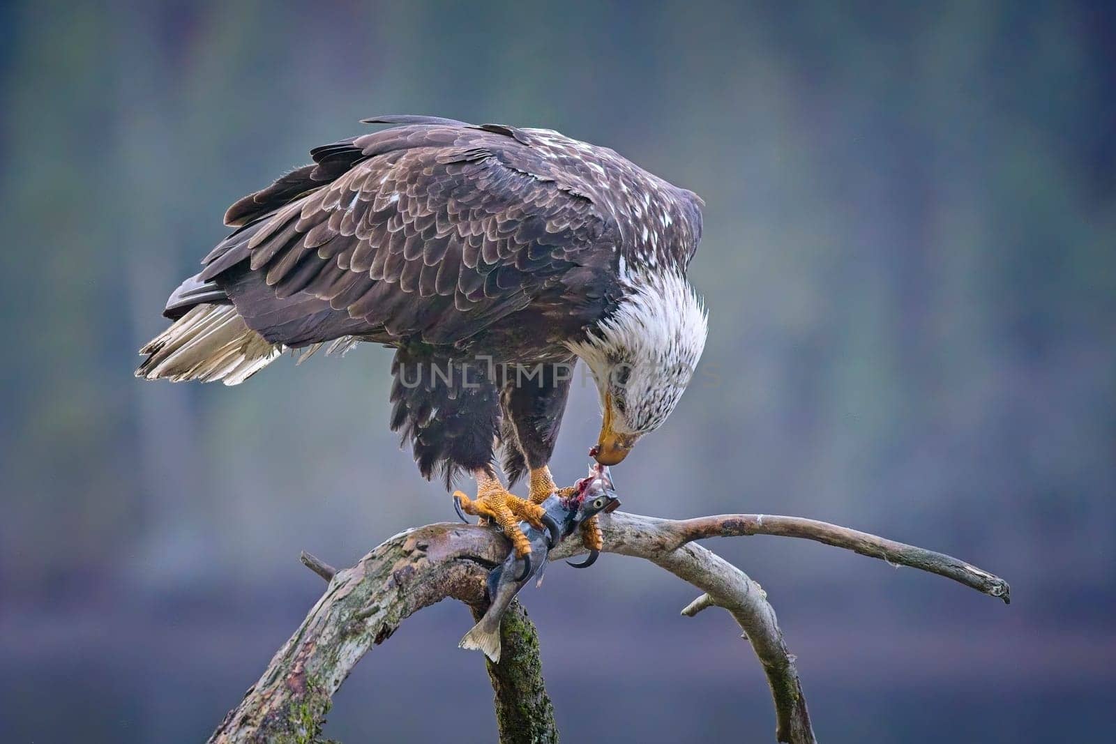 An American bald eagle perched on a branch is eating a fish it recently caught in north Idaho.