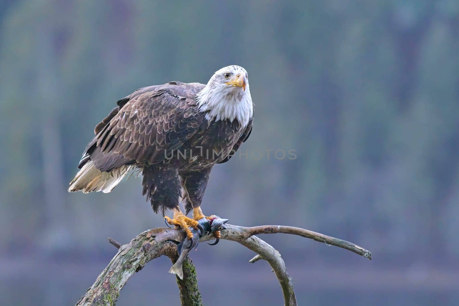 An American bald eagle is perched on a branch while holding a fish in its talons in north Idaho.