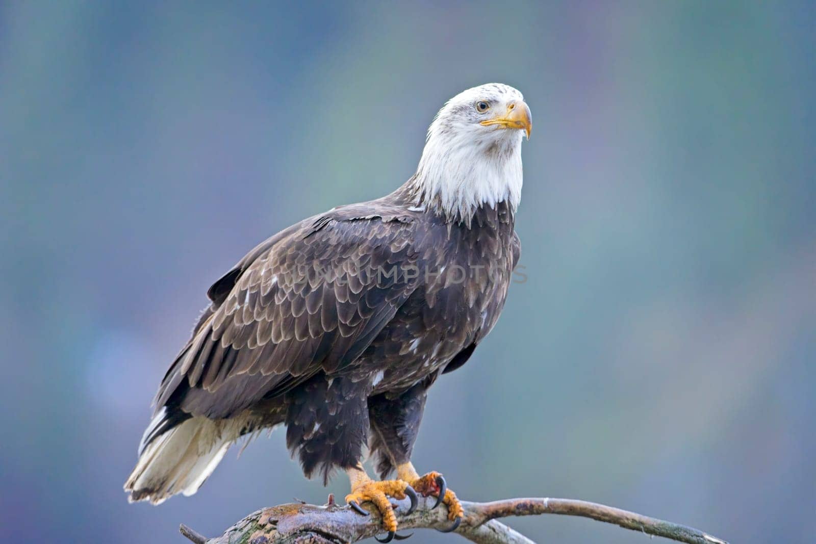 An American bald eagle is perched on a barren branch in north Idaho.