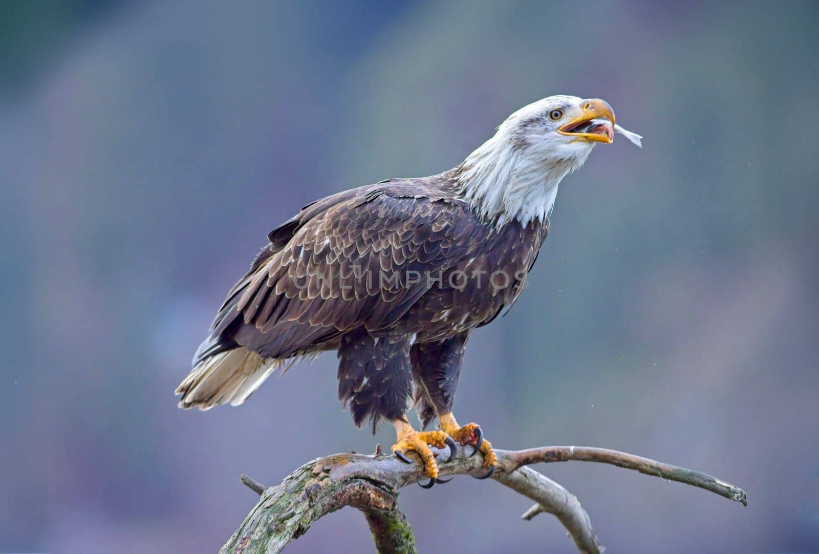 An American bald eagle perched on a branch is eating a fish it recently caught in north Idaho.