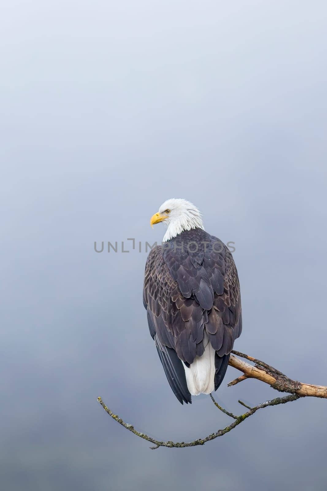 An American bald eagle is perched on a barren branch on a foggy day in north Idaho.