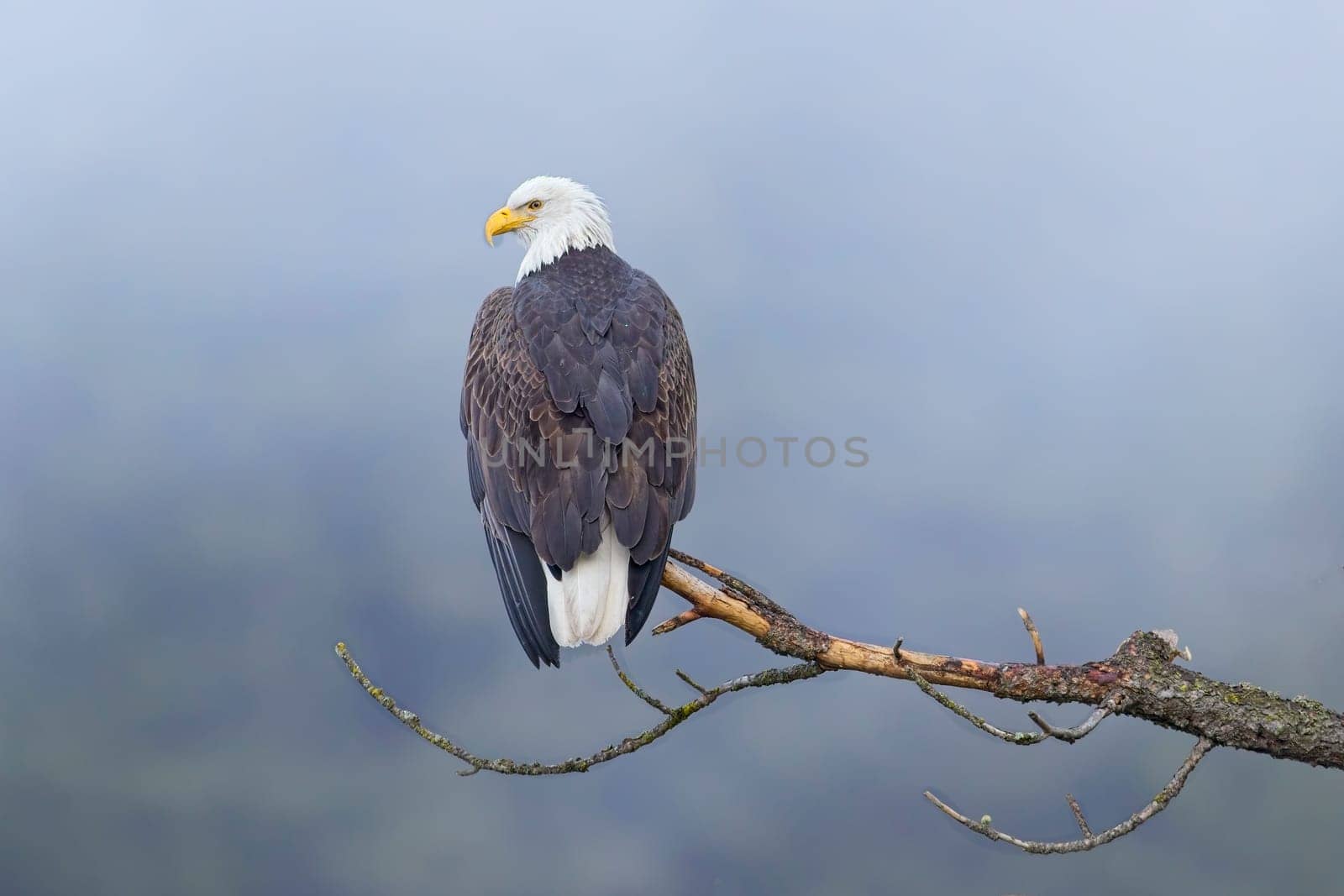 An American bald eagle is perched on a barren branch on a foggy day in north Idaho.