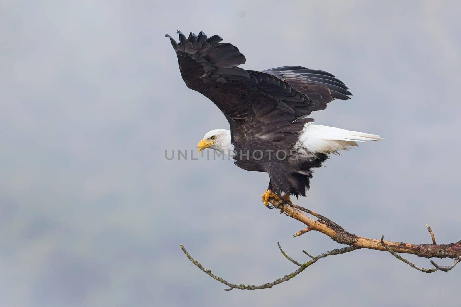 An american bald eagle flaps its wings preparing to take flight in north Idaho.