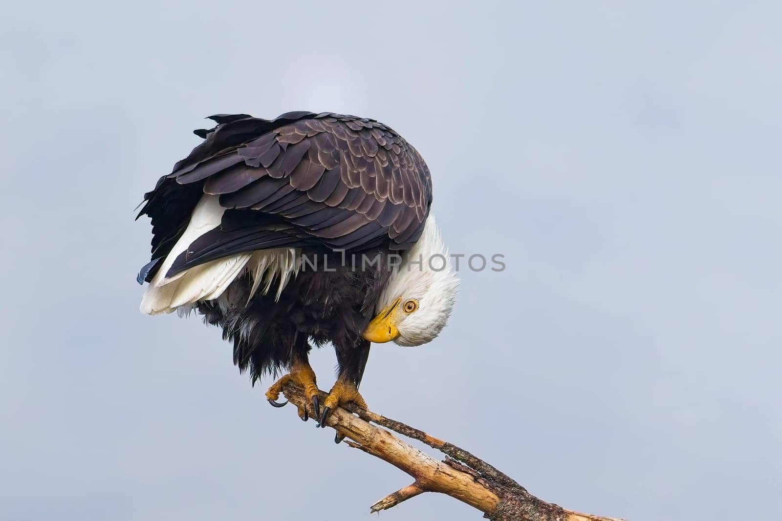 A bald eagle perched on a branch in north Idaho is preening itself.