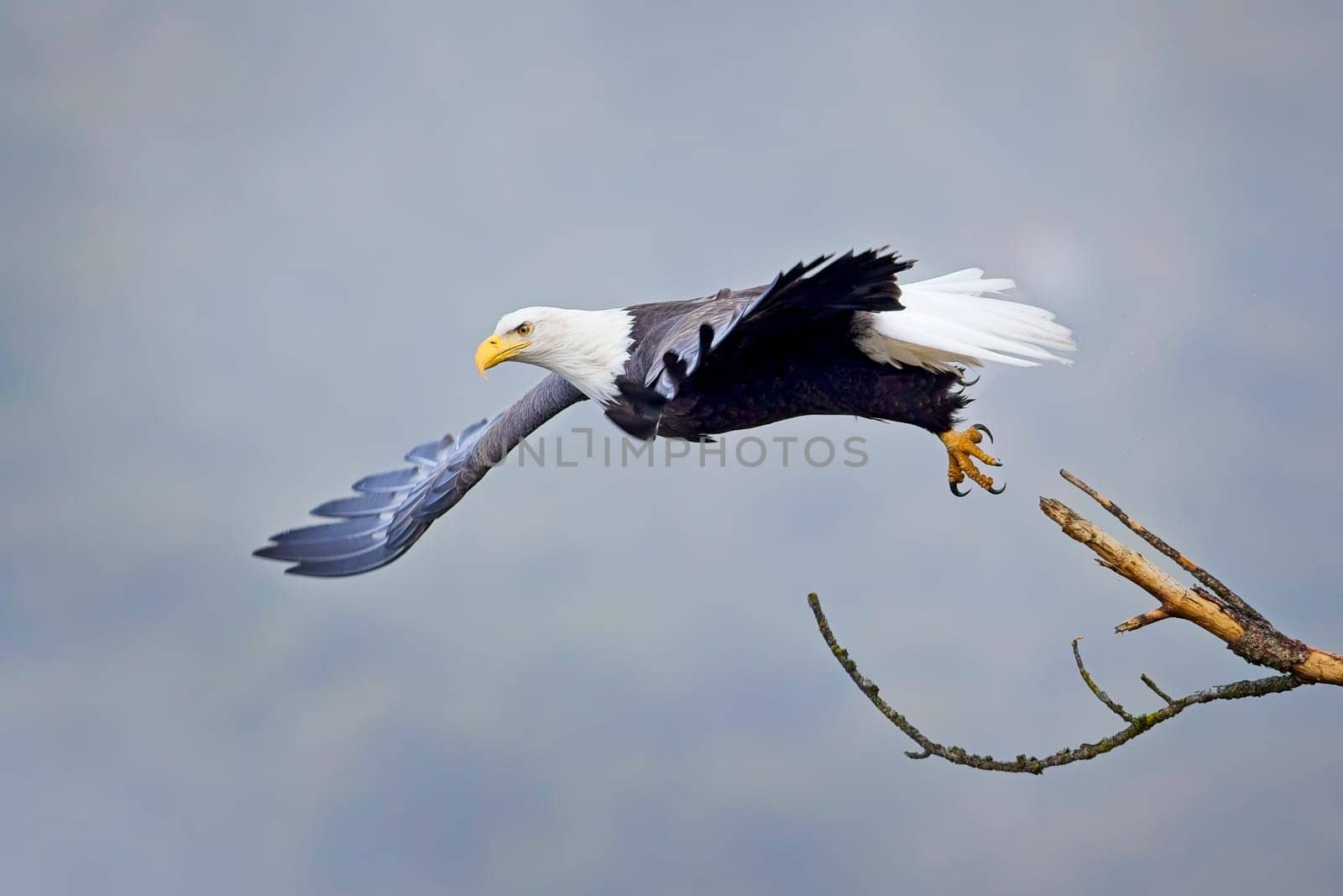 An american bald eagle flies off from a branch on a foggy day in north Idaho.
