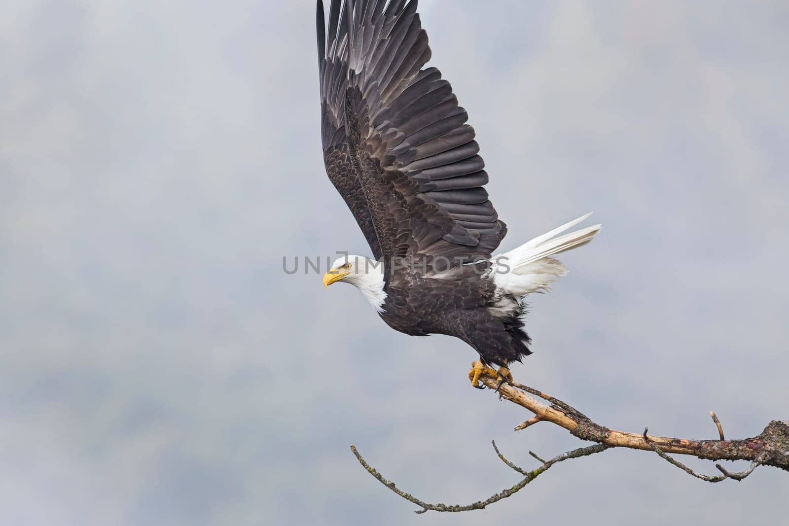 An american bald eagle flaps its wings preparing to take flight in north Idaho.