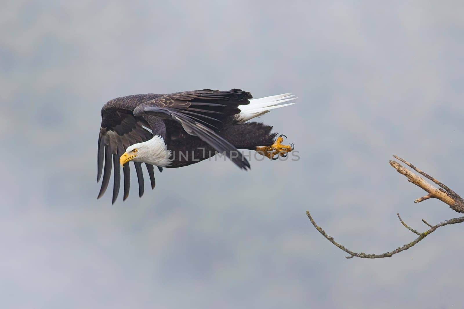An american bald eagle flies off from a branch on a foggy day in north Idaho.