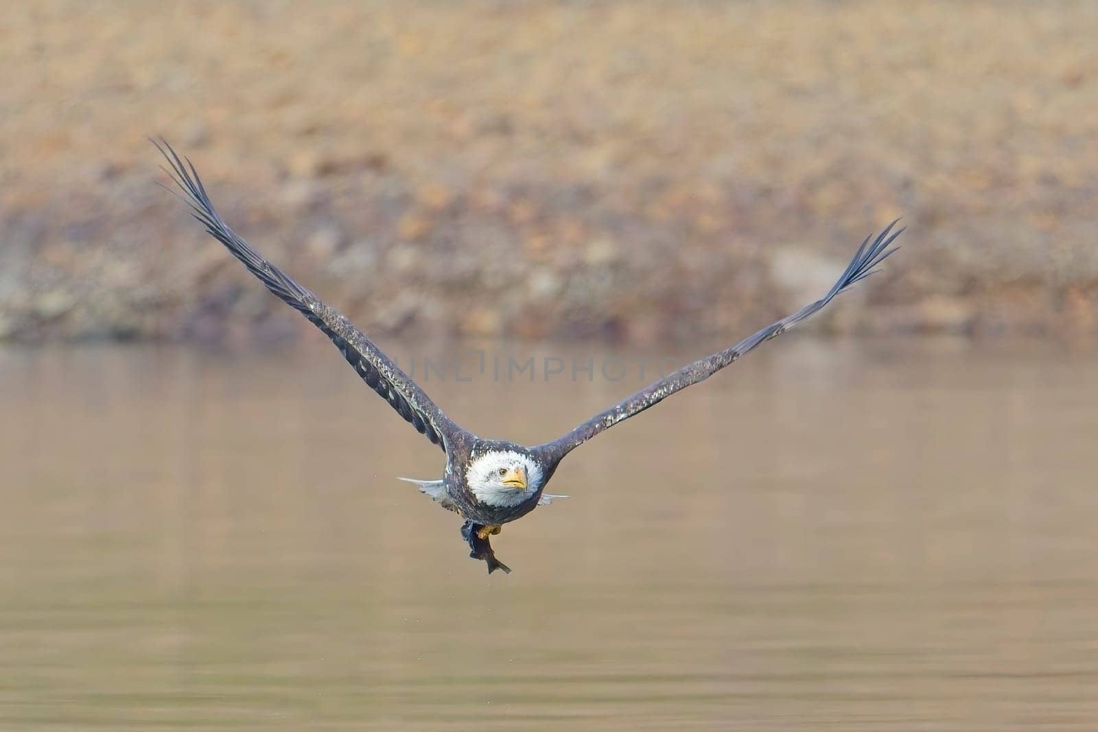 A bald eagle flies low just above the lake with a fish in its talons in north Idaho.
