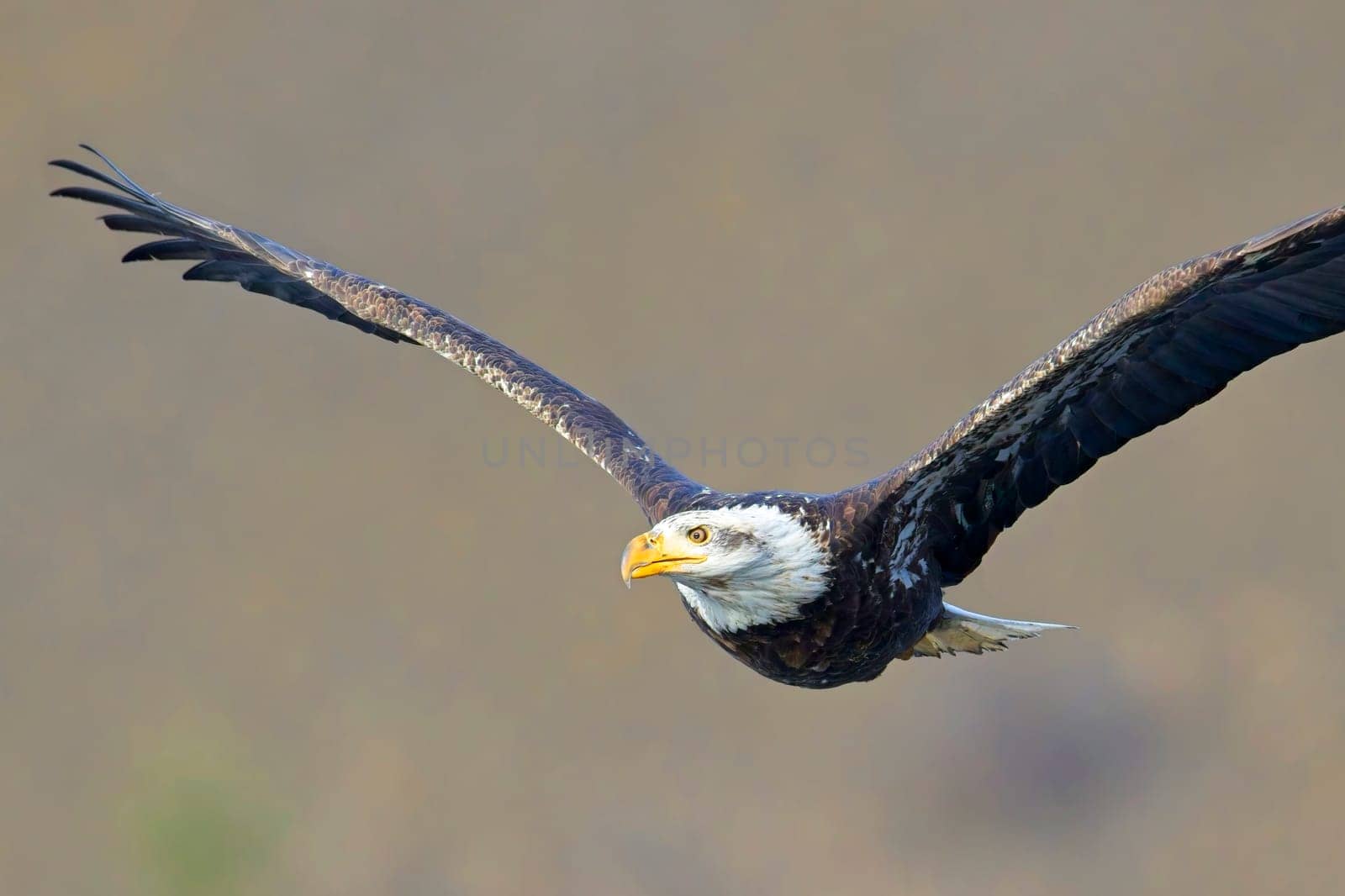 An American bald eagle soars low in the air in north Idaho.