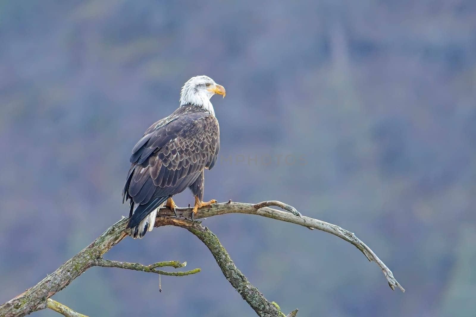 An american bald eagle is perched on a barren tree branch early in the day in north Idaho.