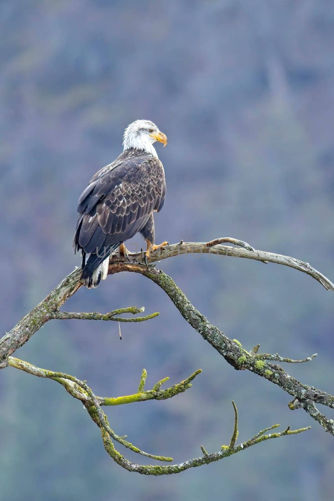 An american bald eagle is perched on a barren tree branch early in the day in north Idaho.