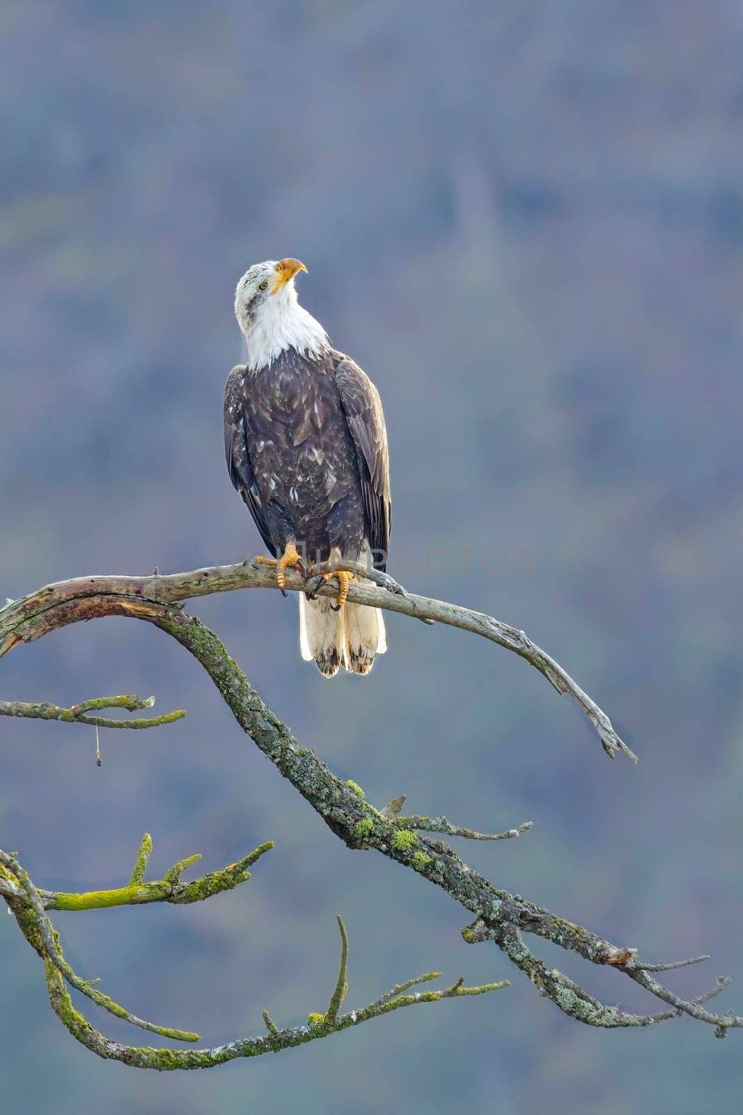 An american bald eagle is perched on a barren tree branch early in the day in north Idaho.