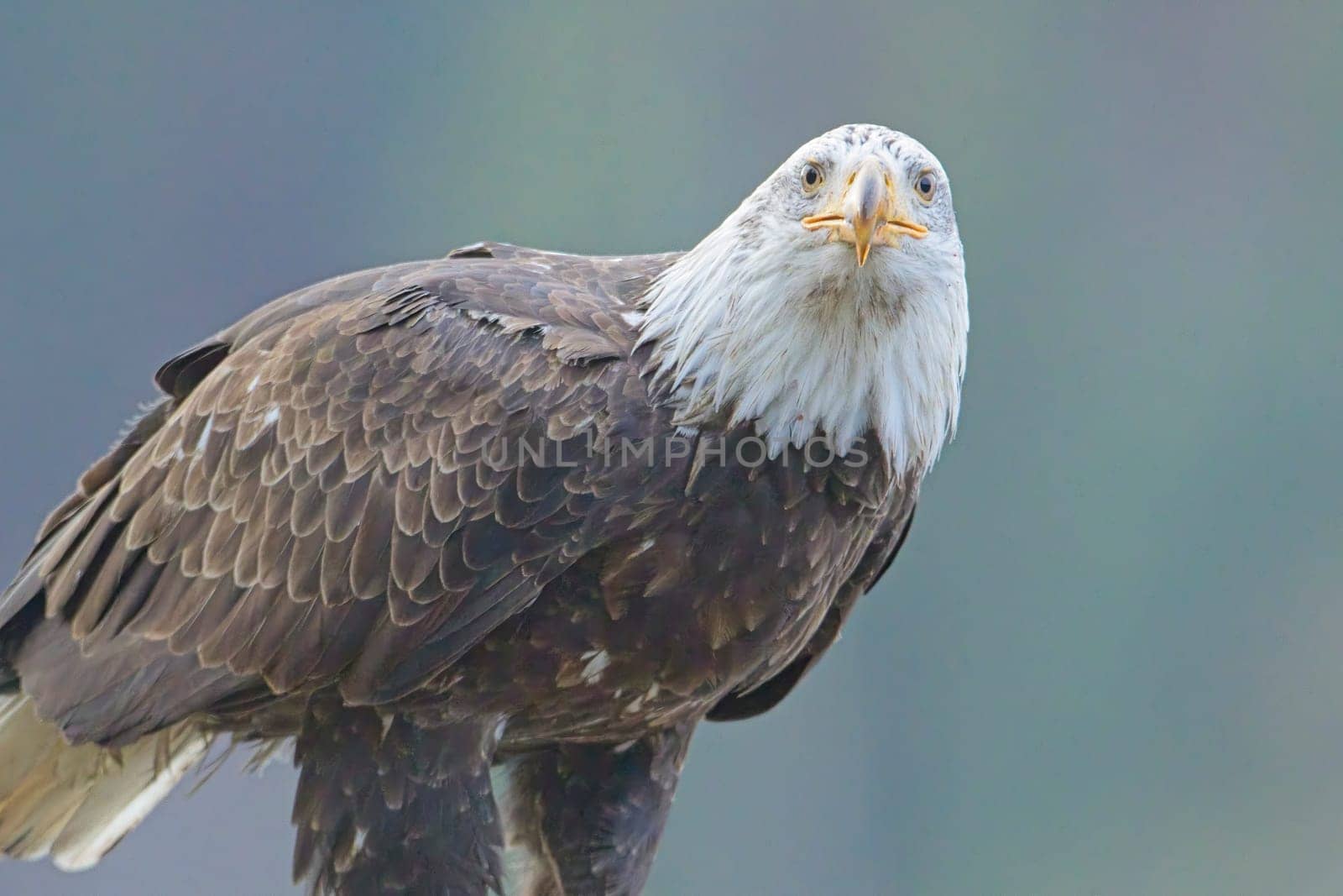 A close up photo of a bald eagle perched on a branch in north Idaho.