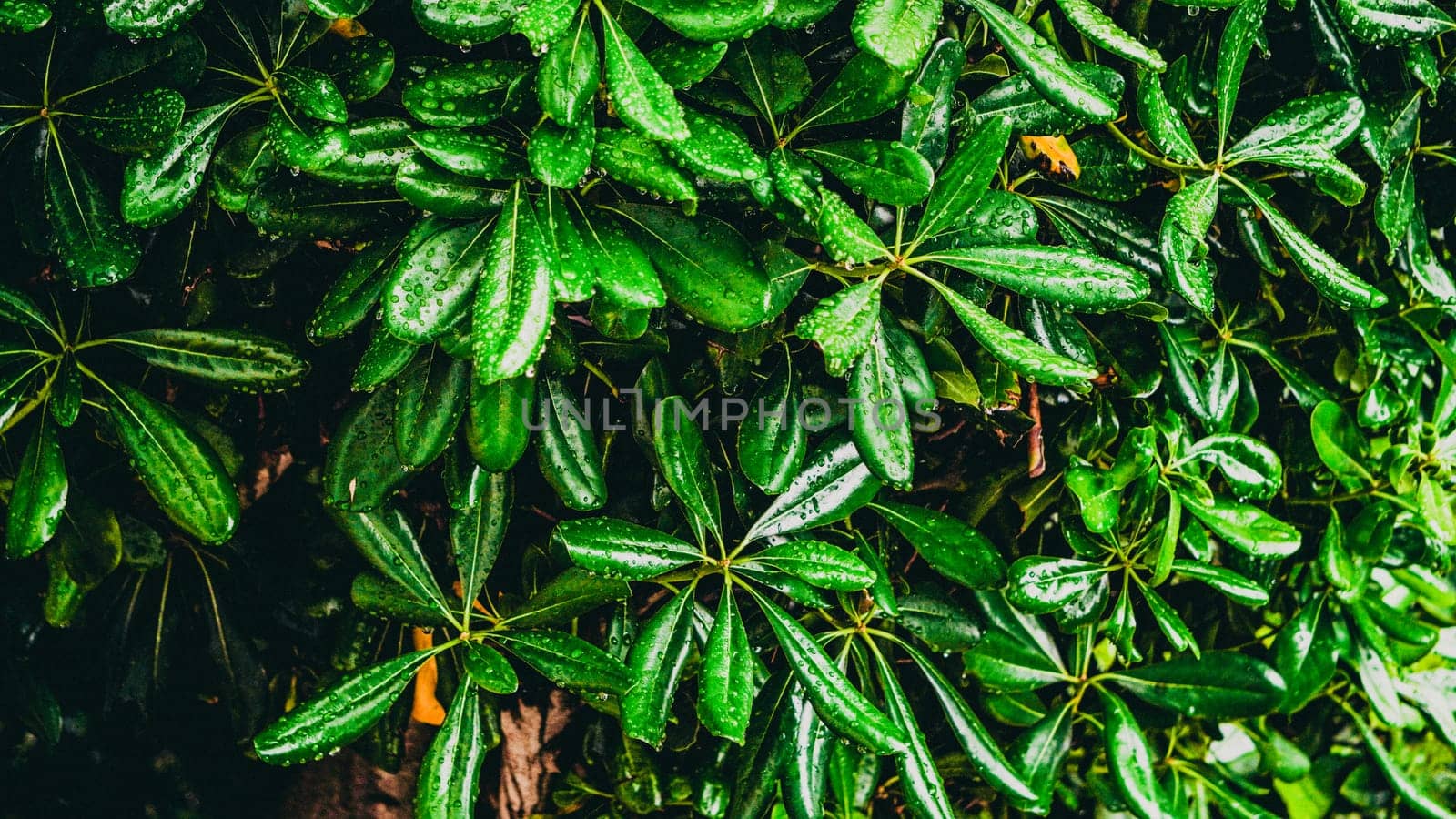 A stunning closeup view of vibrant green leaves glistening beautifully with dew in a lush, thriving garden