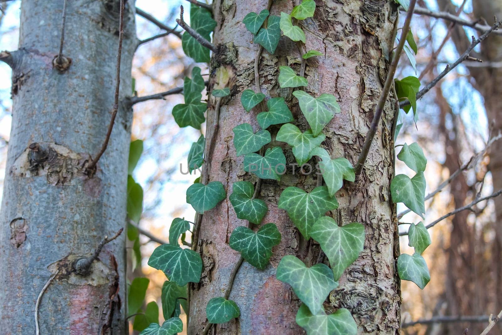 Green ivy gracefully climbs a textured tree trunk in a tranquil forest environment, showcasing nature's beauty.