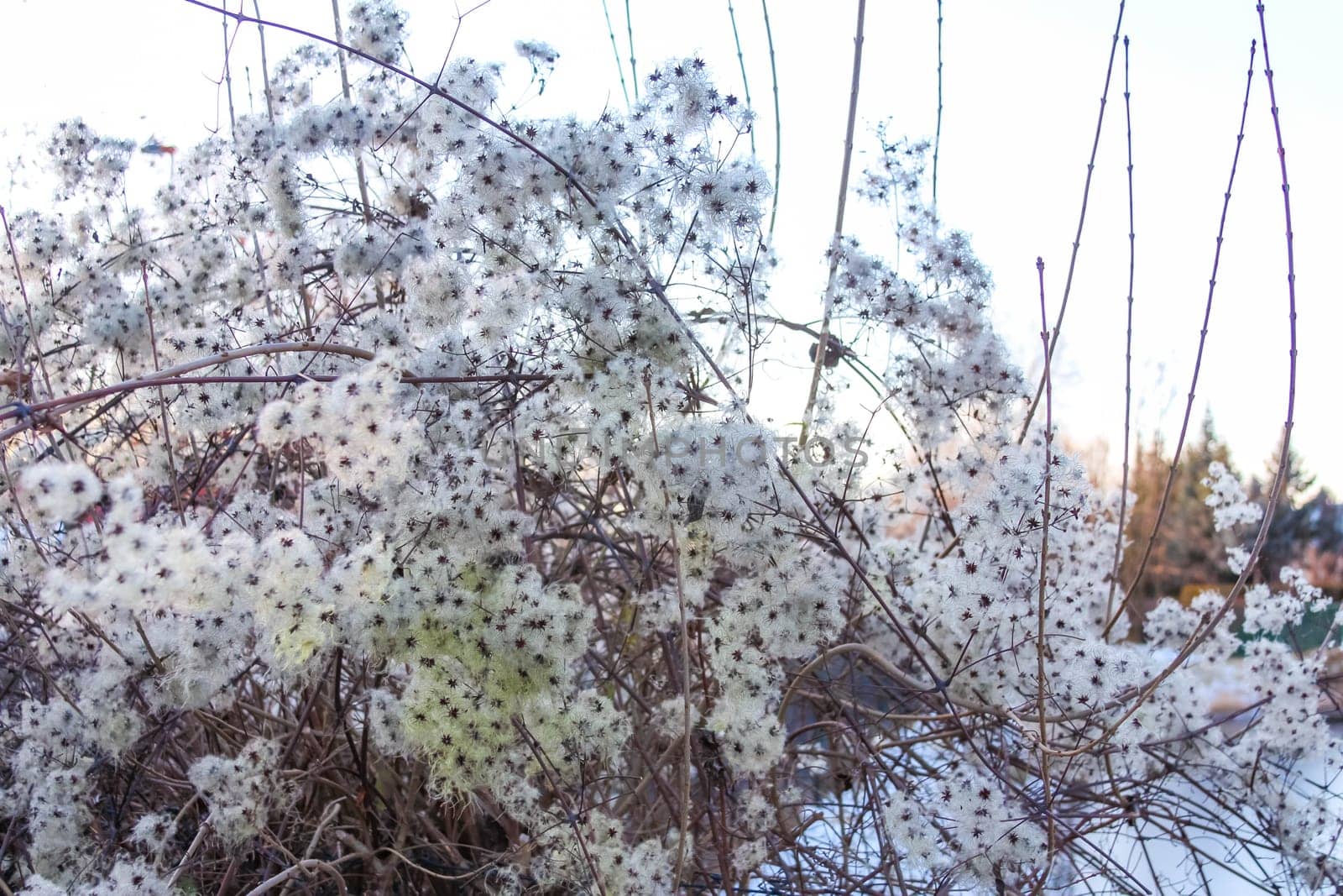 Delicate white flowers with seeds create a fluffy appearance against a winter background. Snow covers the ground, showcasing the seasonal beauty.