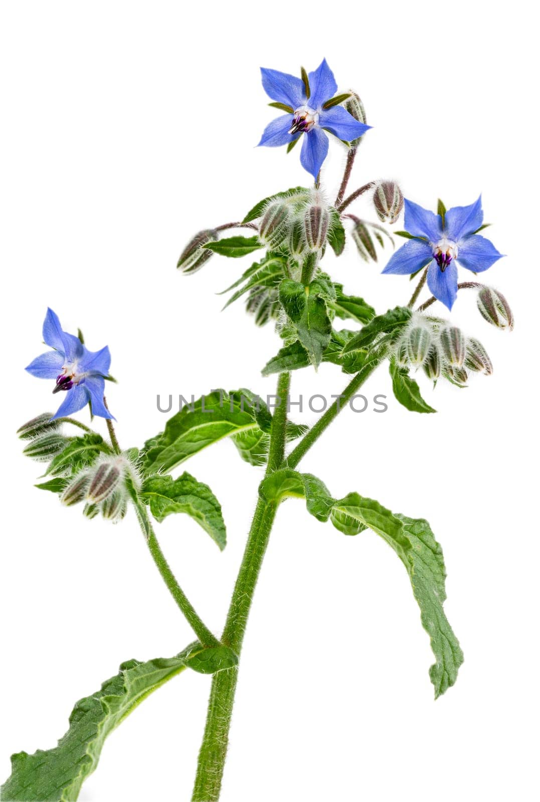 Closeup of the pretty blue flowers and buds on a borage plant, Borago officinalis,on q white background by JPC-PROD