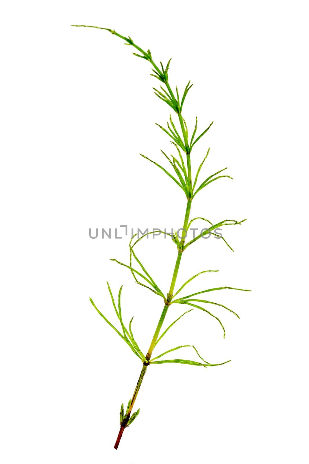 Cutting horsetail plants isolated islate on white background by JPC-PROD