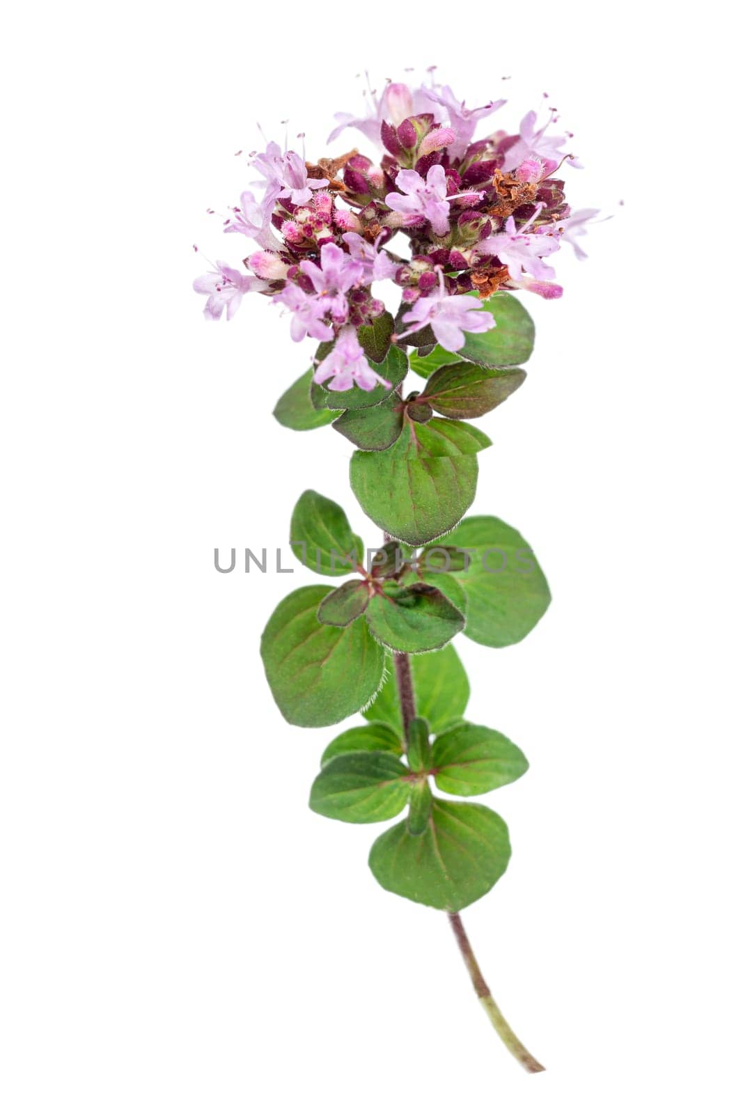Oregano or marjoram leaves isolated on white background cutout by JPC-PROD