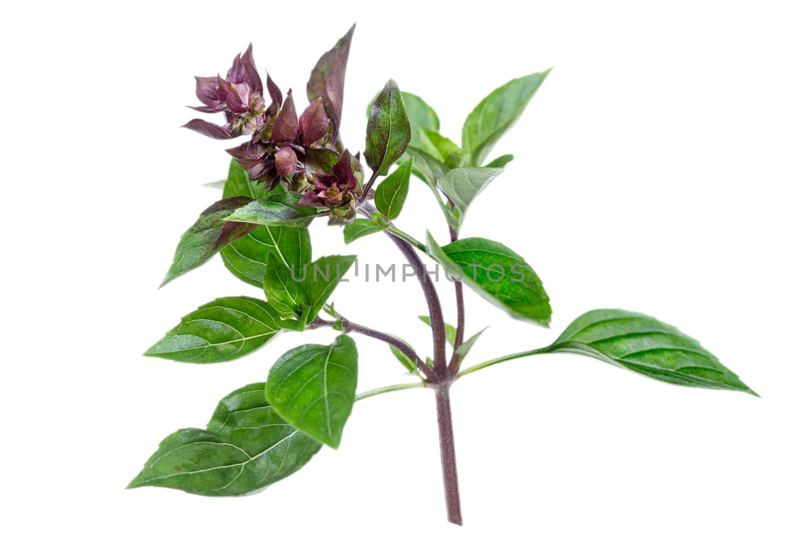Red rubin basil bush This basil variety has unusual reddish-purple leaves, and a stronger flavour than sweet basil, making it most appealing for salads and garnishes. isolated on white background by JPC-PROD