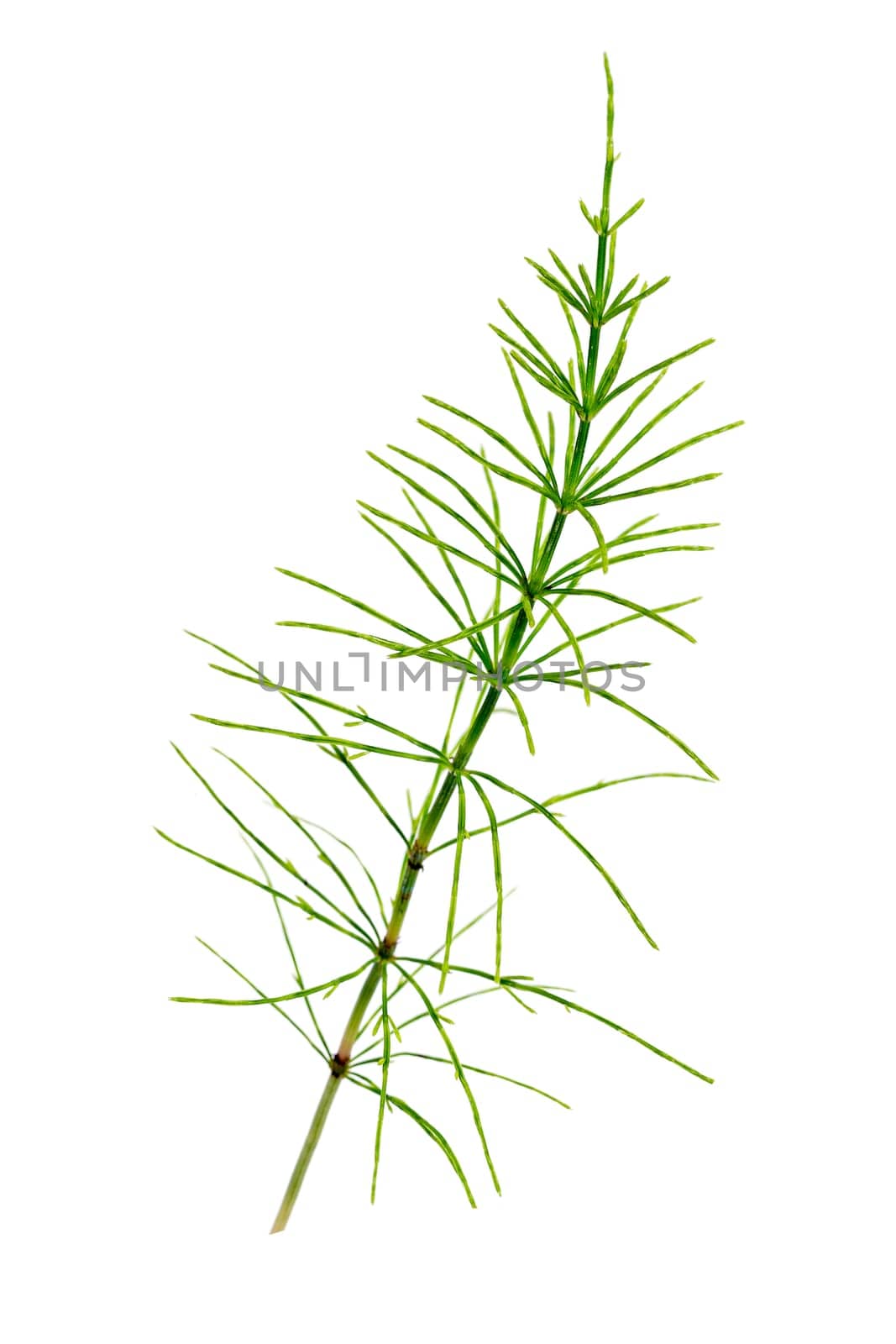 Cutting horsetail plants isolated islate on white background by JPC-PROD