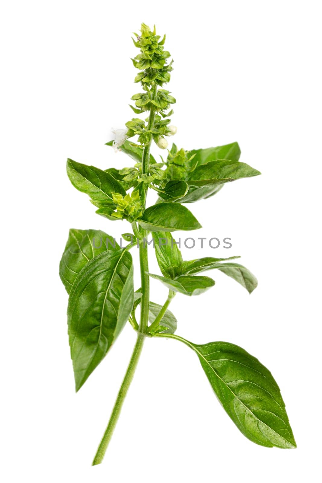 Ocimum basilicum, a culinary herb in the mint family Lamiaceae. branch of basil on white