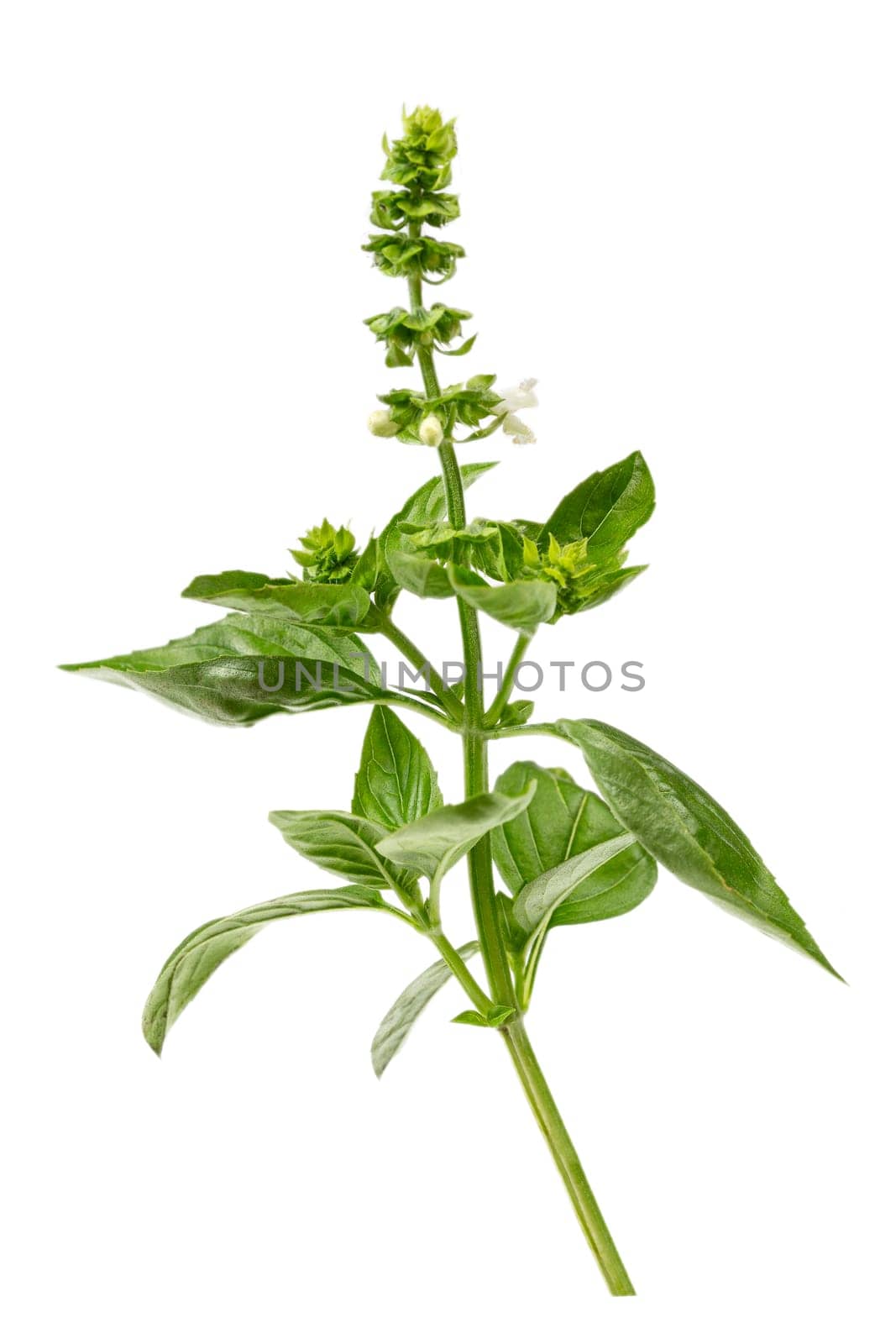 Branch of fresh green sweet basil, Genovese basil, Ocimum basilicum, a culinary herb family Lamiaceae isolated on white by JPC-PROD